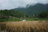 2018年9月23日，贵州省正安县安场镇自强村.自强村的稻田其实有很多，但种植的却很少，很多田地因常年缺乏管理，大量的荒芜了。眼前的这块长势不错的稻田是王钟馗父亲种的。这一天，正好是我国的第一个农民丰收节。家里的大大小小都来到田边，准备收割。