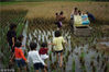 2018年9月22日，贵州省正安县安场镇自强村，王钟馗带着家人准备收稻谷。