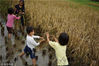 2018年9月22日，贵州省正安县安场镇自强村，王钟馗家的几个孩子在收稻谷。