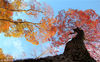 2018年11月4日，江苏镇江，深秋时节，正是赏红叶的好时节，而句容崇明公园里的乌桕树进入最佳观赏期，呈现出五彩斑斓的醉人秋色，形成一幅美艳迷人的画卷。