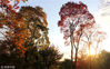 2018年11月4日，江苏镇江，深秋时节，正是赏红叶的好时节，而句容崇明公园里的乌桕树进入最佳观赏期，呈现出五彩斑斓的醉人秋色，形成一幅美艳迷人的画卷。