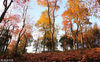 2018年11月4日，江苏镇江，深秋时节，正是赏红叶的好时节，而句容崇明公园里的乌桕树进入最佳观赏期，呈现出五彩斑斓的醉人秋色，形成一幅美艳迷人的画卷。万凌云/视觉中国
