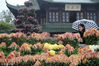 2018年11月7日，在扬州瘦西湖风景区，游客在观赏盛开的菊花。