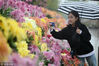 2018年11月7日，在扬州瘦西湖风景区，游客在观赏盛开的菊花。