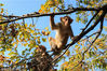 2018年11月9日，江苏连云港，两只猕猴在花果山景区的树枝上嬉戏。