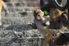 2018年11月9日，江苏连云港，在花果山景区一只小猴与猴妈妈在石阶上玩耍。