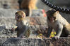 2018年11月9日，江苏连云港，在花果山景区一只小猴与猴妈妈在石阶上玩耍。