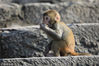 2018年11月9日，江苏连云港，在花果山景区一只小猴在石阶上玩耍。