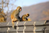 2018年11月9日，江苏连云港，在花果山景区一只小猴与猴妈妈在房顶玩耍。