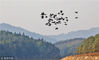 2018年11月9日，在江西省永丰县国家森林公园恩江湿地，成群的鸬鹚或自由地展翅飞翔，或悠闲地栖息觅食。