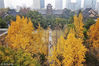 2018年11月30日，南京大学鼓楼校区内金黄的银杏树叶为校园添加了一道靓丽风景。