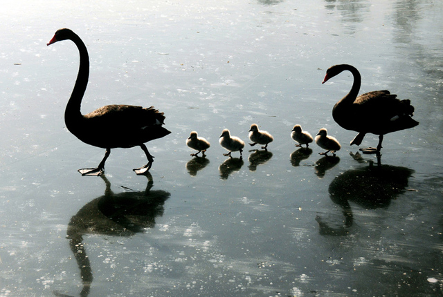 北京天寒地冻 圆明园黑天鹅携新生宝宝“踏冰戏水”