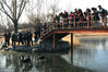 2018年12月9日，北京天寒地冻，在圆明园湖畔，黑天鹅夫妇携五只新生宝宝踏冰行走、戏水觅食，十分呆萌可爱，成为寒冬一道温馨有趣的风景。