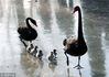 2018年12月9日，北京天寒地冻，在圆明园湖畔，黑天鹅夫妇携五只新生宝宝踏冰行走、戏水觅食，十分呆萌可爱，成为寒冬一道温馨有趣的风景。