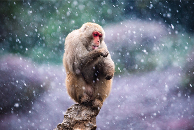南京迎降雪天气 动物园猕猴迎风戏雪