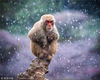 2018年12月9日，南京迎来降雪天气。在南京红山森林动物园猴山上，猕猴迎风戏雪，自得其乐。