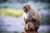 2018年12月9日，南京迎来降雪天气。在南京红山森林动物园猴山上，猕猴迎风戏雪，自得其乐。