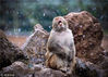 2018年12月9日，南京迎来降雪天气。在南京红山森林动物园猴山上，猕猴迎风戏雪，自得其乐。苏阳/视觉中国