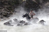 当地时间2018年1月28日，土耳其比特利斯，村民带水牛和马前往温泉洗浴和护理，温泉水温约为40℃。