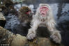 当地时间2014年1月20日，日本Yamanouchi ，雪猴泡温泉对抗严寒。