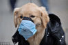 2009年12月4日，湖北武汉黄石路，一只做美容的宠物狗被主人穿上保暖衣、戴上口罩防甲流。