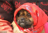 2009年12月18日，在山东省菏泽市牡丹区，一只狗狗戴上头巾御寒。