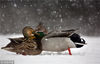 2010年12月12日，美国底特律，两只鸭子相互依偎着取暖。