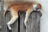 2011年1月4日，青岛动物园，一只赤猴在吃饱喝足后趴在暖气片上小憩。