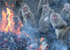 当地时间2015年12月20日，日本爱知县犬山市的世界著名猿类动物园“日本猴中心”，向媒体展示了每年惯例的日本猴依偎篝火取暖的场景。据该中心介绍，1959年当人们燃烧被伊势湾台风带到木曾川的树木时，原产于日本鹿儿岛屋久岛的日本猴聚集过来，以后演变成惯例活动。本月22日冬至当天到2016年2月28日将向公众开放参观。