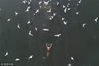 2018年12月10日，天津滨海新区塘沽“老码头”海河边，冬泳者与海鸥共舞。贾成龙/视觉中国