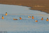 2018年12月12日，在青岛胶州湾湿地养虾池栖息觅食的赤麻鸭。