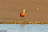2018年12月12日，在青岛胶州湾湿地养虾池栖息觅食的赤麻鸭。