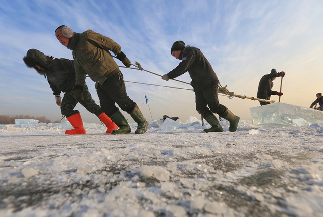 哈尔滨：实拍松花江上的纤夫 采冰者工作20天收入近万元