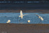 2018年12月13日，在青岛城阳区河套湿地越冬觅食的白琵鹭。