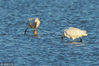 2018年12月13日，在青岛城阳区河套湿地越冬觅食的白琵鹭。