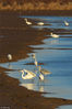 2018年12月13日，大白鹭、苍鹭在青岛城阳区河套湿地越冬觅食。