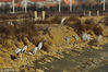 2018年12月13日，成群苍鹭在青岛城阳区河套湿地越冬栖息。