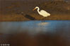 2018年12月13日，在青岛城阳区河套湿地越冬觅食的大白鹭。