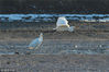 2018年12月13日，青岛。随着天气转寒，山东青岛罕见的国家二级重点保护动物白琵鹭在城阳区河套湿地越冬，由最初发现的两只增至七只，与同在湿地越冬的大白鹭、苍鹭、银鸥等候鸟一同栖息觅食。据了解，白琵鹭因嘴形扁阔似琵琶得名，为国家二级重点保护动物。
图为2018年12月13日，在青岛城阳区河套湿地越冬觅食的大白鹭。王海滨/视觉中国