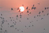 2018年12月14日，江苏淮安，一群鹭鸟在飞翔。