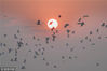 2018年12月14日，江苏淮安，一群鹭鸟在飞翔。