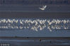 2018年12月14日，江苏淮安，在栖息的鹭鸟。
