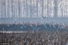 2018年12月14日，江苏淮安。寒冬时节，成群鹭鸟栖息在江苏省淮安市淮河河畔，时而翩翩起舞，时而觅食嬉戏，成为寒冬里的一道靓丽风景。周海军/视觉中国
