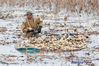 Photo taken on Dec. 12, 2018 shows lotus root harvesting at a pond in Hongqi Village, Xuyi County, Huai’an City, Jiangsu Province. The season to harvest lotus roots has begun in the city and workers are trying their best to collect, wash and transport the product to meet market demand. Xuyi County, on the banks of the Huaihe River, has excellent water quality, intertwined rivers, and rich aquatic resources. Local authorities have made greater efforts to adjust the agricultural structure, further developing lotus root production, which has become a new means to boost income.