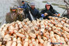 Photo taken on Dec. 12, 2018 shows lotus root harvesting at a pond in Hongqi Village, Xuyi County, Huai’an City, Jiangsu Province. The season to harvest lotus roots has begun in the city and workers are trying their best to collect, wash and transport the product to meet market demand. Xuyi County, on the banks of the Huaihe River, has excellent water quality, intertwined rivers, and rich aquatic resources. Local authorities have made greater efforts to adjust the agricultural structure, further developing lotus root production, which has become a new means to boost income. 