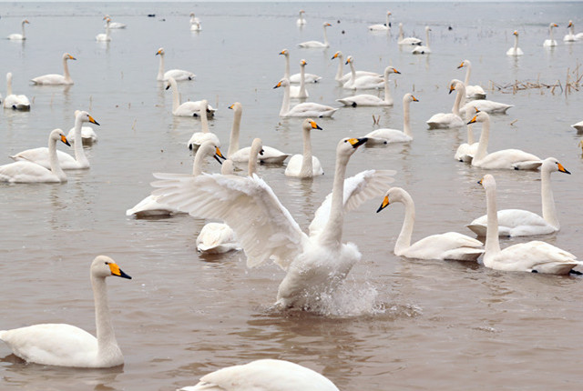 山西运城：黄河湿地白天鹅逾万只 人与天鹅自然和谐相处