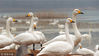 2018年12月16日，山西运城平陆县三湾黄河湿地，万余只白天鹅在这里嬉戏打闹，游人如织，呈现出一派人与天鹅和自然相处的和谐图。