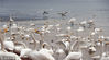 2018年12月16日，山西运城平陆县三湾黄河湿地，万余只白天鹅在这里嬉戏打闹，游人如织，呈现出一派人与天鹅和自然相处的和谐图。每年10月到来年3月，是白天鹅在这里栖息地，这些白色精灵从西伯利亚远道而来，选择黄河湿地栖息越冬。当地成立了由林业、畜牧业、环保和乡镇为单位的白天鹅保护组织，划定保护区域，专人投放食物，确保白天鹅吃得好，过得舒坦。鲍东升/视觉中国