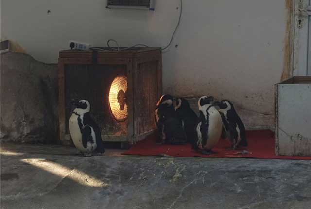 成都：天气寒冷 动物园企鹅排队烤火取暖