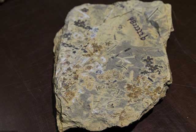 南京发现迄今最古老花朵化石 芳龄1.74亿岁
